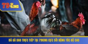 Đá Gà Dao Trực Tiếp